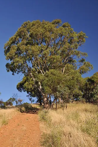 Black Hill Summit Track