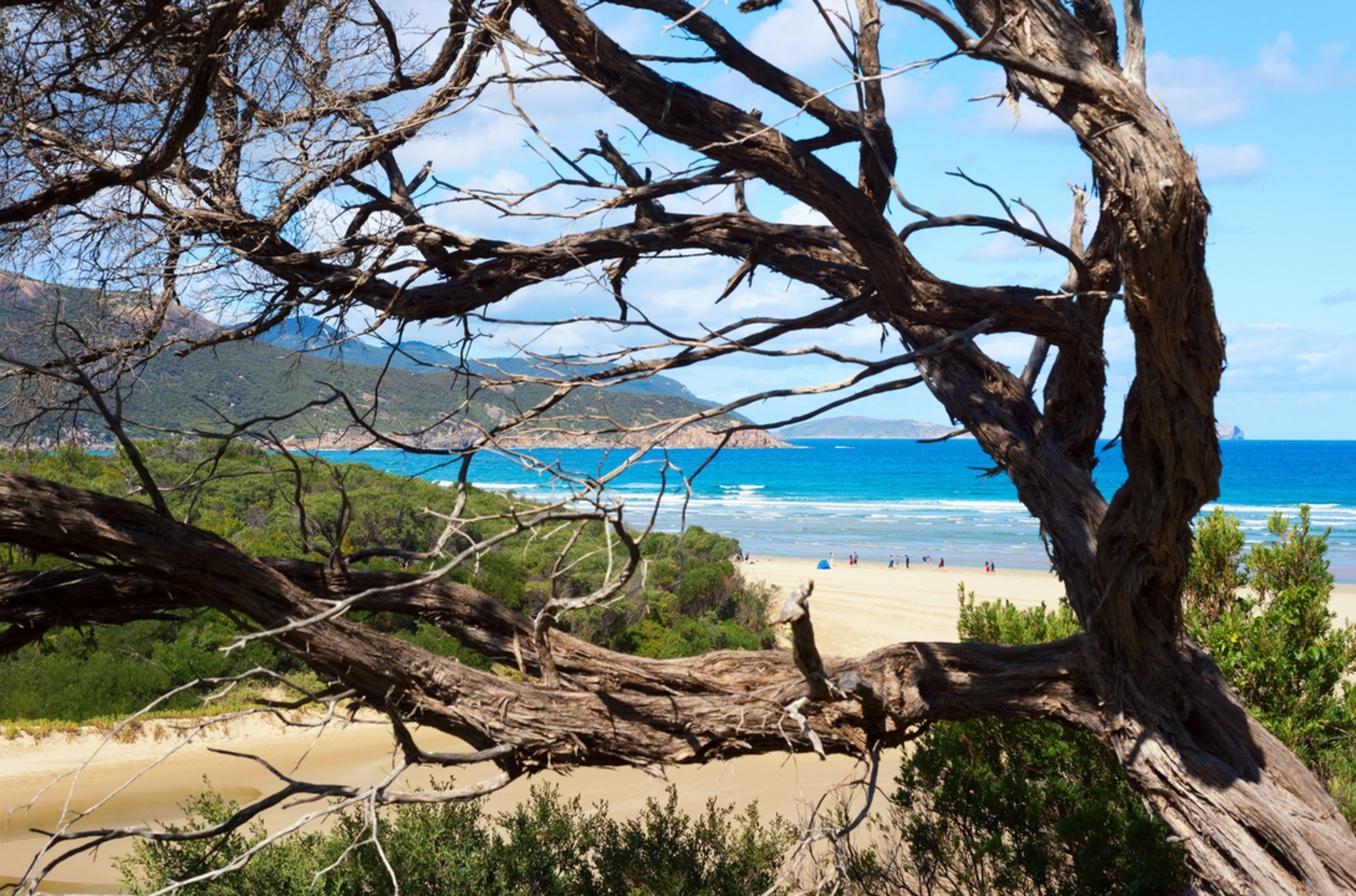 An image depicting the trail Squeaky Beach Pillar Point Norman Bay Trail and its surrounding area.