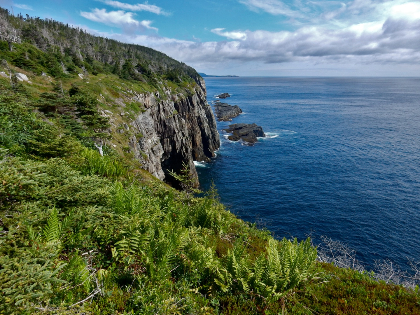 An image depicting the trail East Coast Trail and its surrounding area.