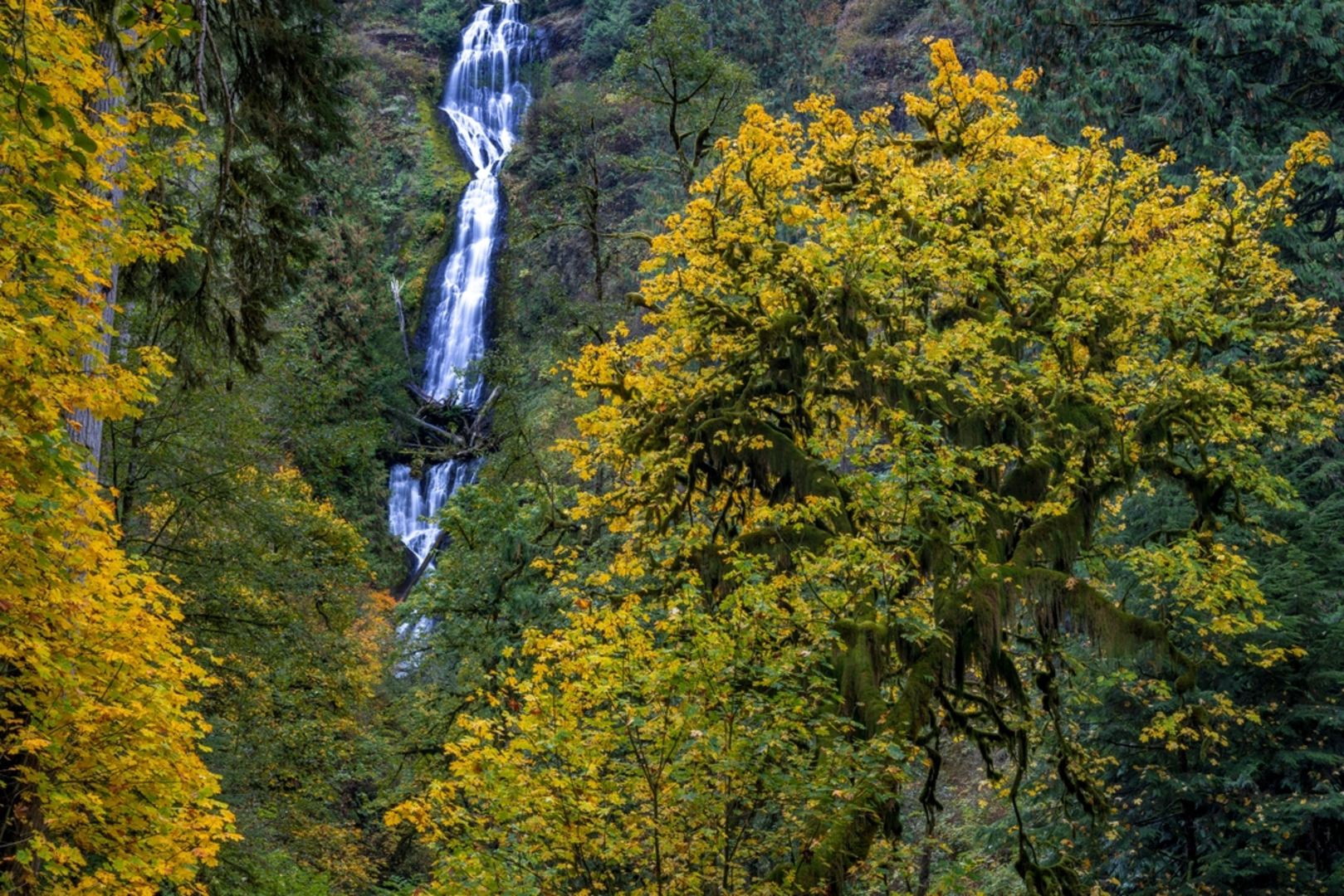 An image depicting the trail Munson Creek Falls Trail and its surrounding area.