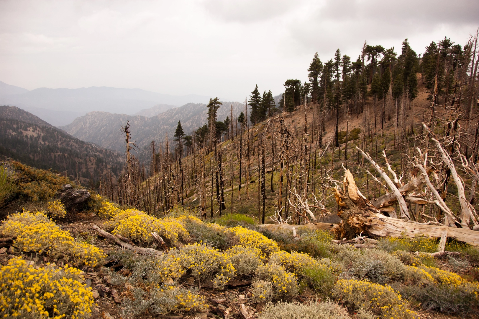 An image depicting the trail Windy Gap, Mount Hawkins and Throop Peak via PCT and its surrounding area.