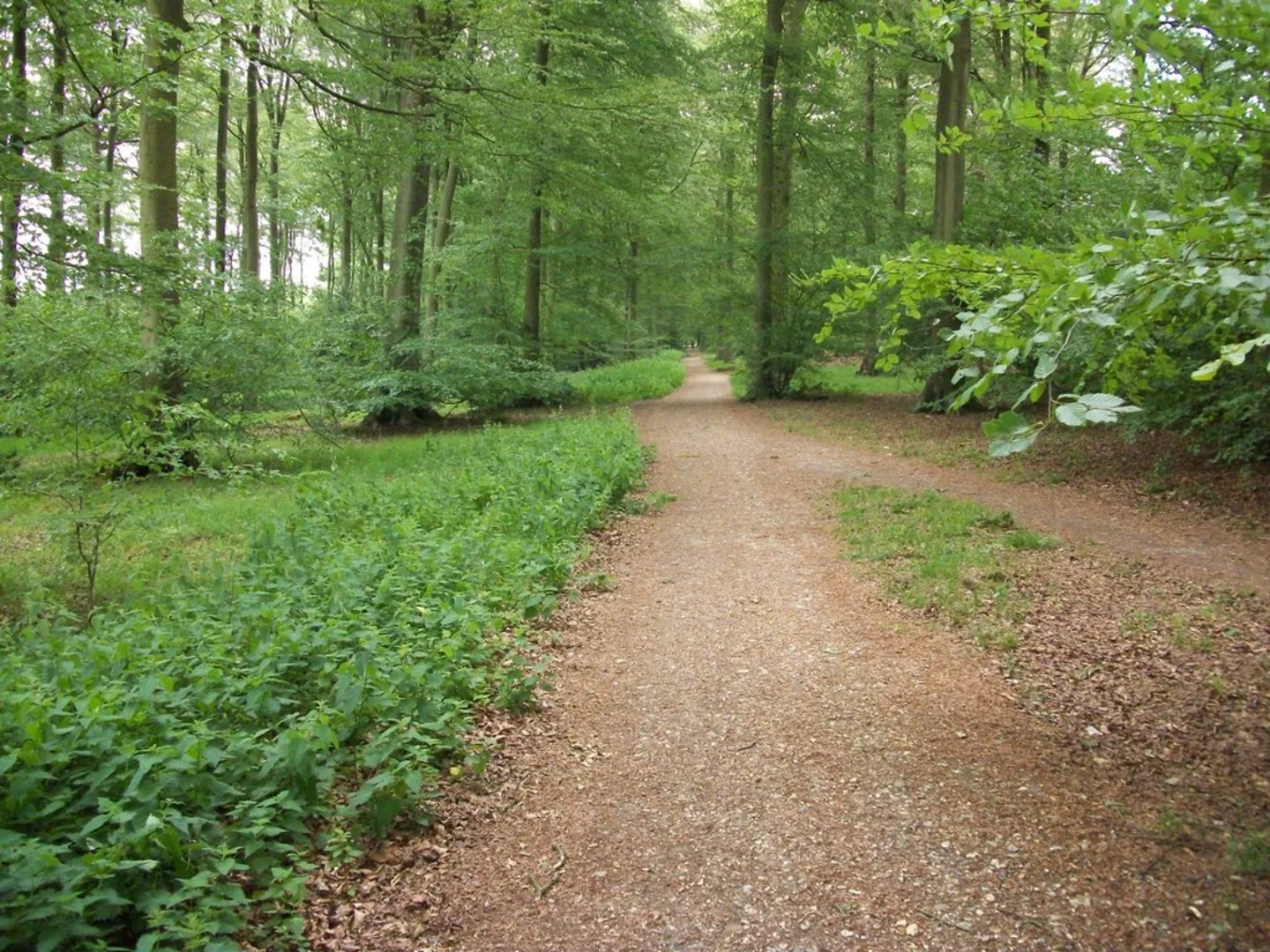 An image depicting the trail Common Wood, Charcol Grove and Gravelly Way Plantation and its surrounding area.