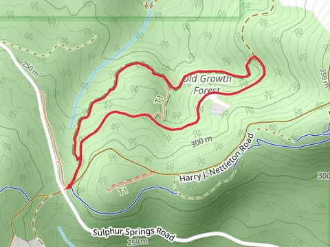 Old-New Growth Loop Trail