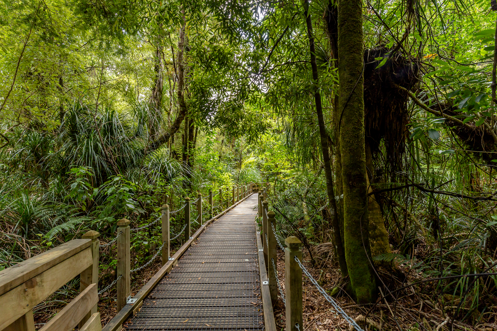 An image depicting the trail Waipoua Forest Trail and its surrounding area.