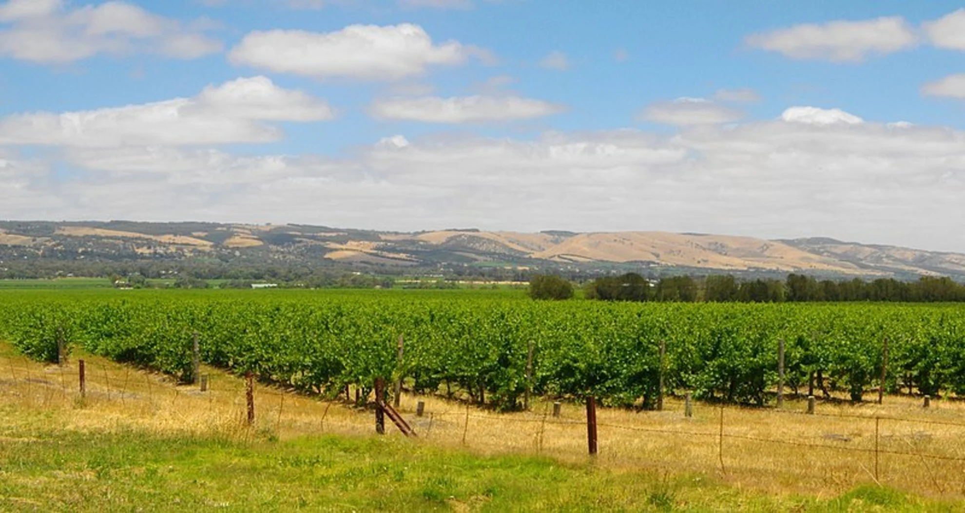 An image depicting the trail McLaren Vale Walk and its surrounding area.