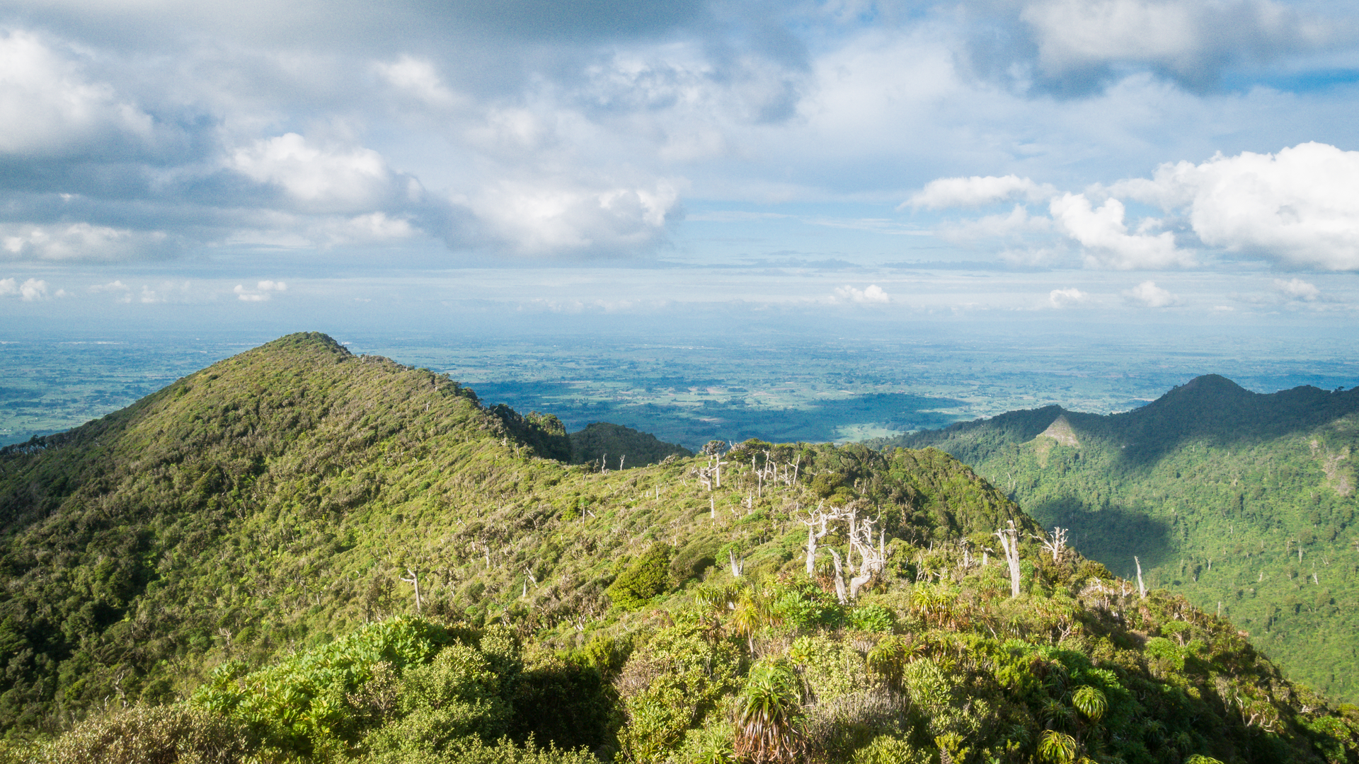 An image depicting the trail Pahautea Hut via Tirohanga Track and its surrounding area.