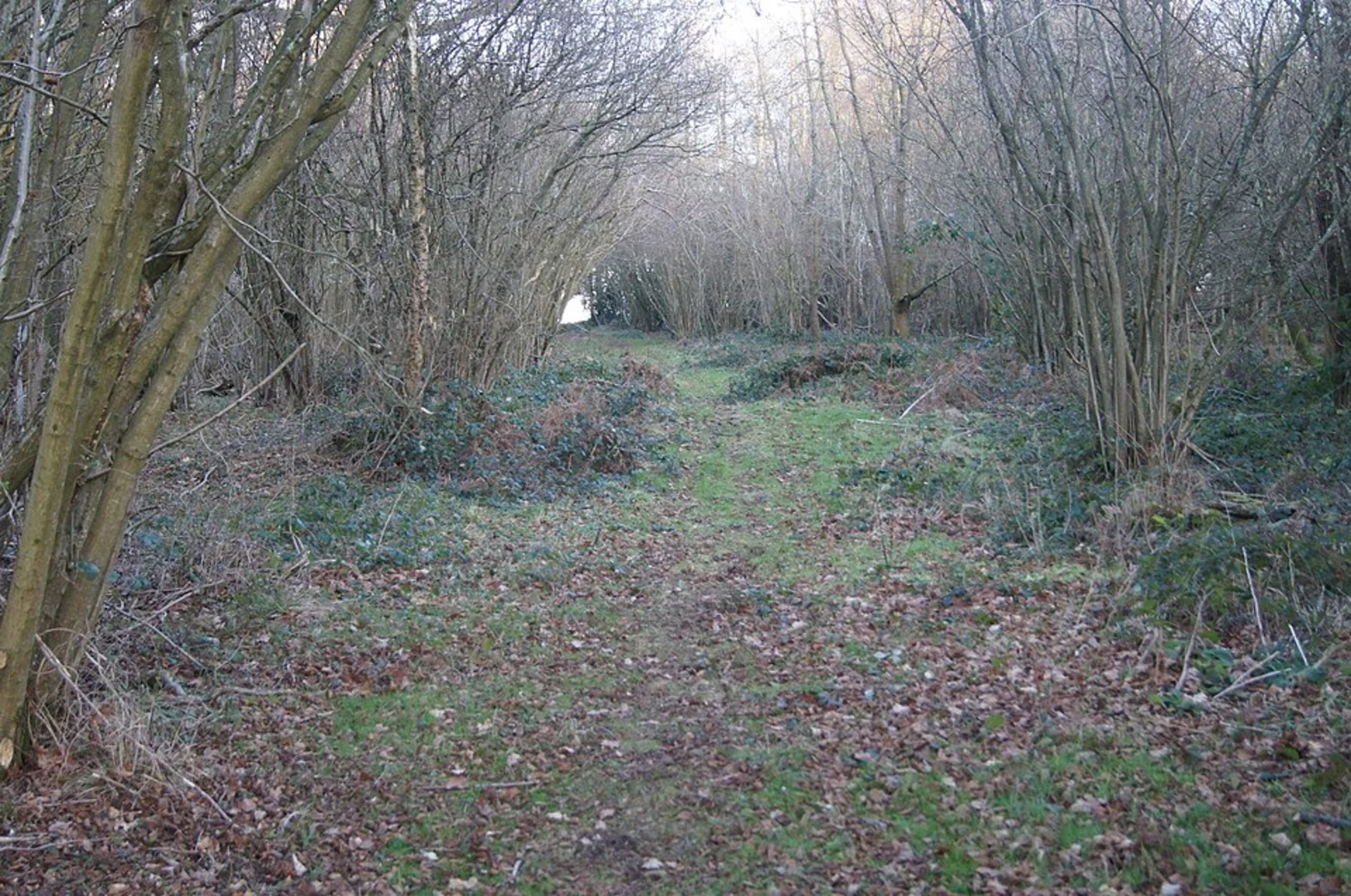 An image depicting the trail Small's Copse and South Wood Loop - East Oakley and its surrounding area.