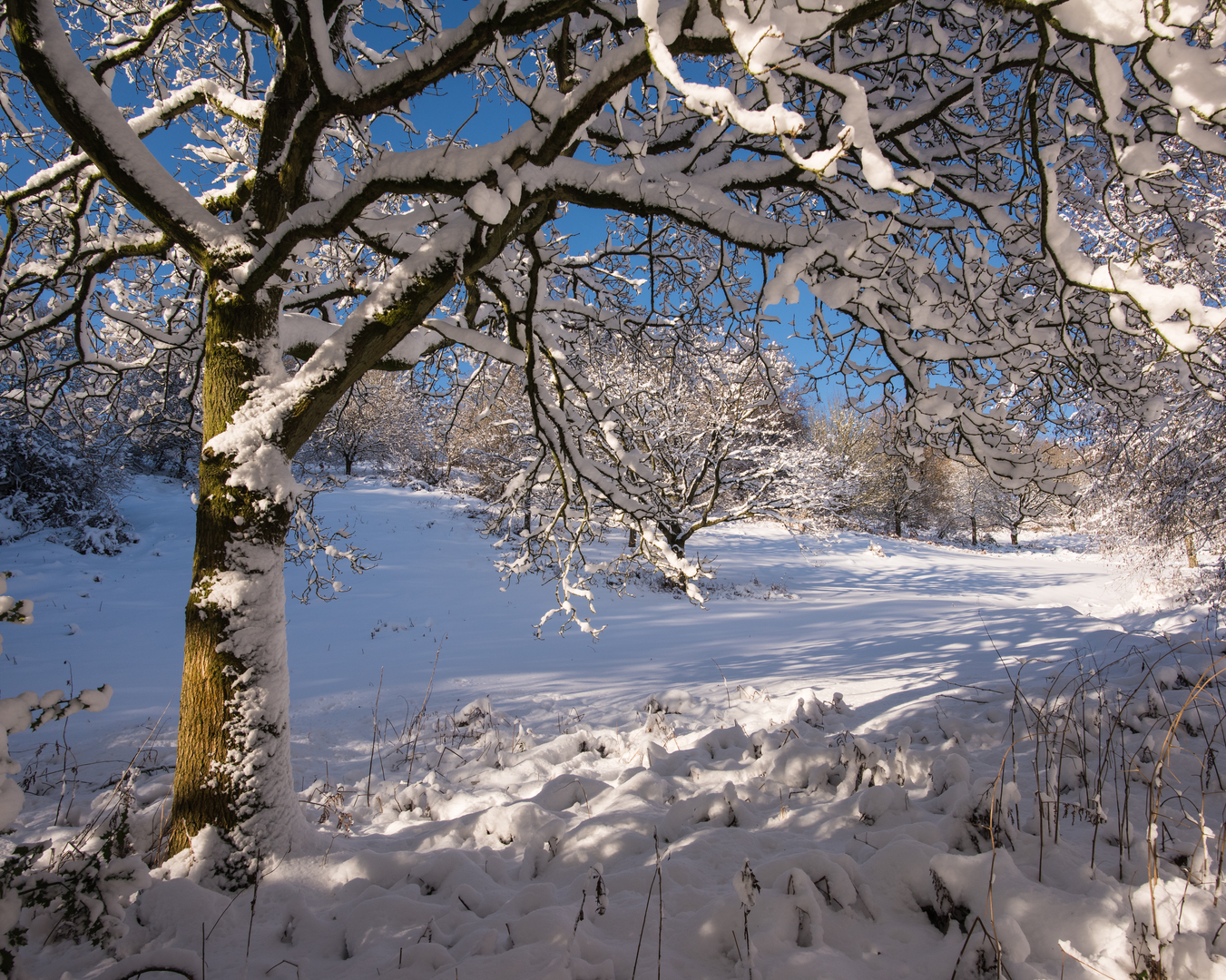 An image depicting the trail North Worcestershire 50 mile Loop and its surrounding area.
