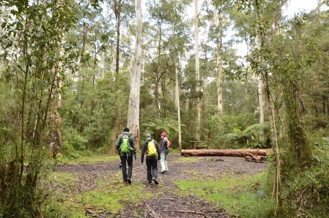 Big Pats Creek to Starlings Gap Trail