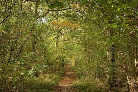Wakerley Woods Loop