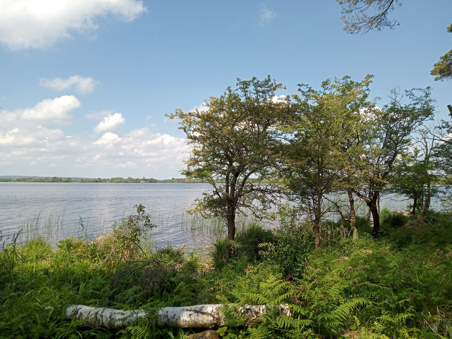 An image depicting the trail Portumna Forest Park - Rinmaher Walking Trail and its surrounding area.