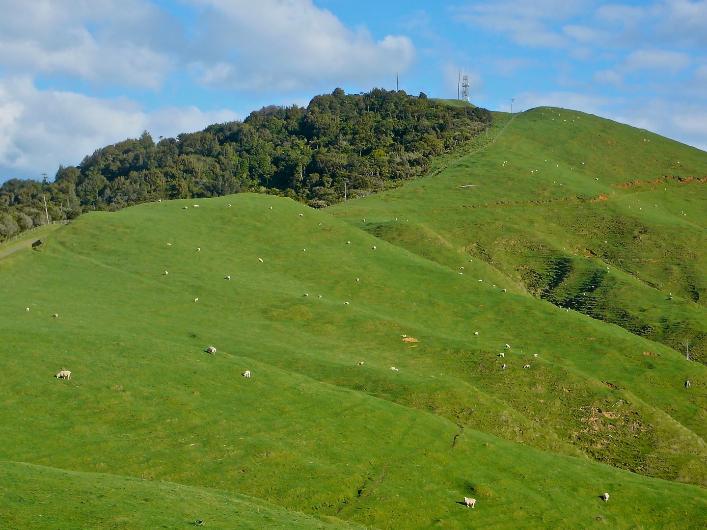 An image depicting the trail Hapuakohe Northern Walkway and its surrounding area.
