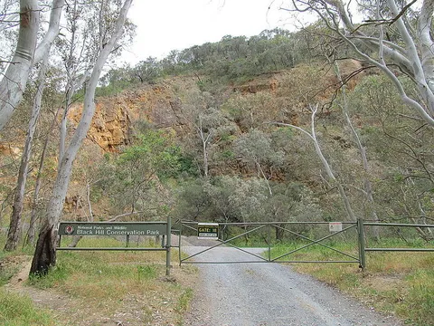 Black Hill Summit Track