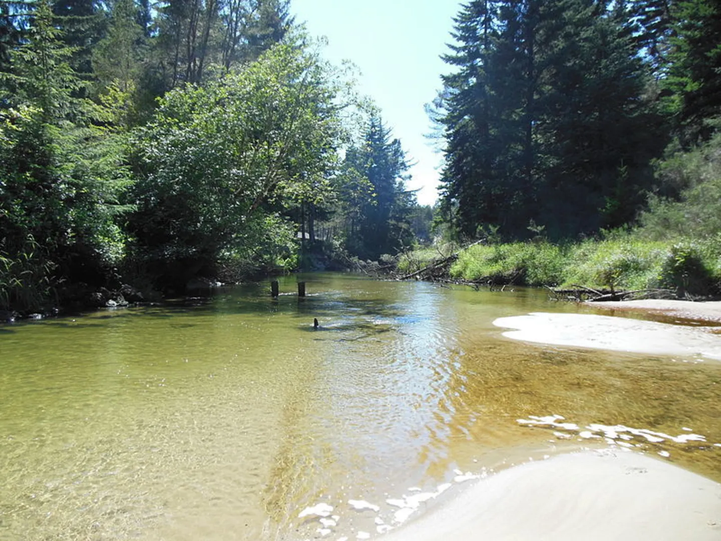 An image depicting the trail Siltcoos Lagoon Trail and its surrounding area.