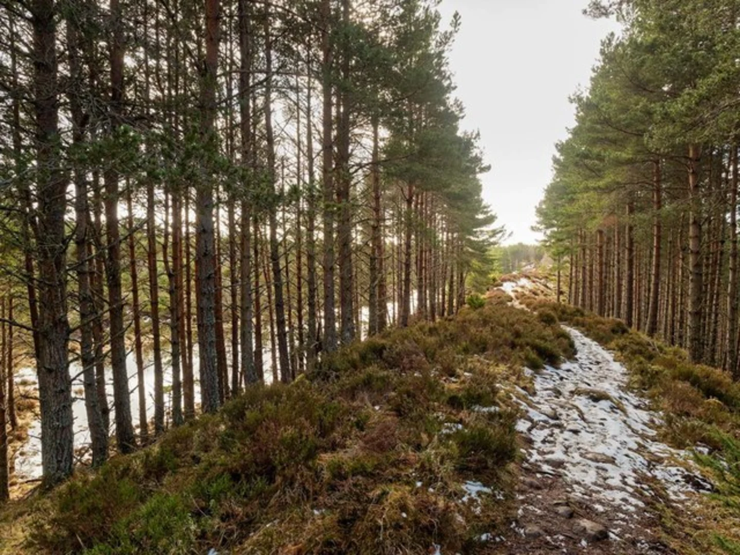 An image depicting the trail Kettlehole Loop Trail and its surrounding area.