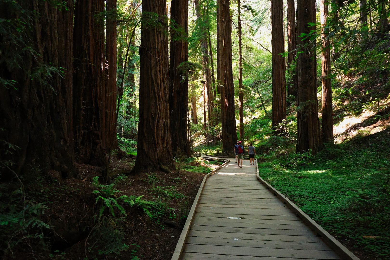 An image depicting the trail Sun Trail, Redwood Trail and Fern Creek Trail Loop and its surrounding area.
