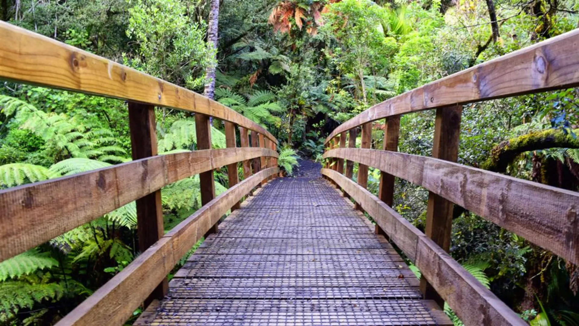 An image depicting the trail Waiomu Kauri Grove Walk and its surrounding area.