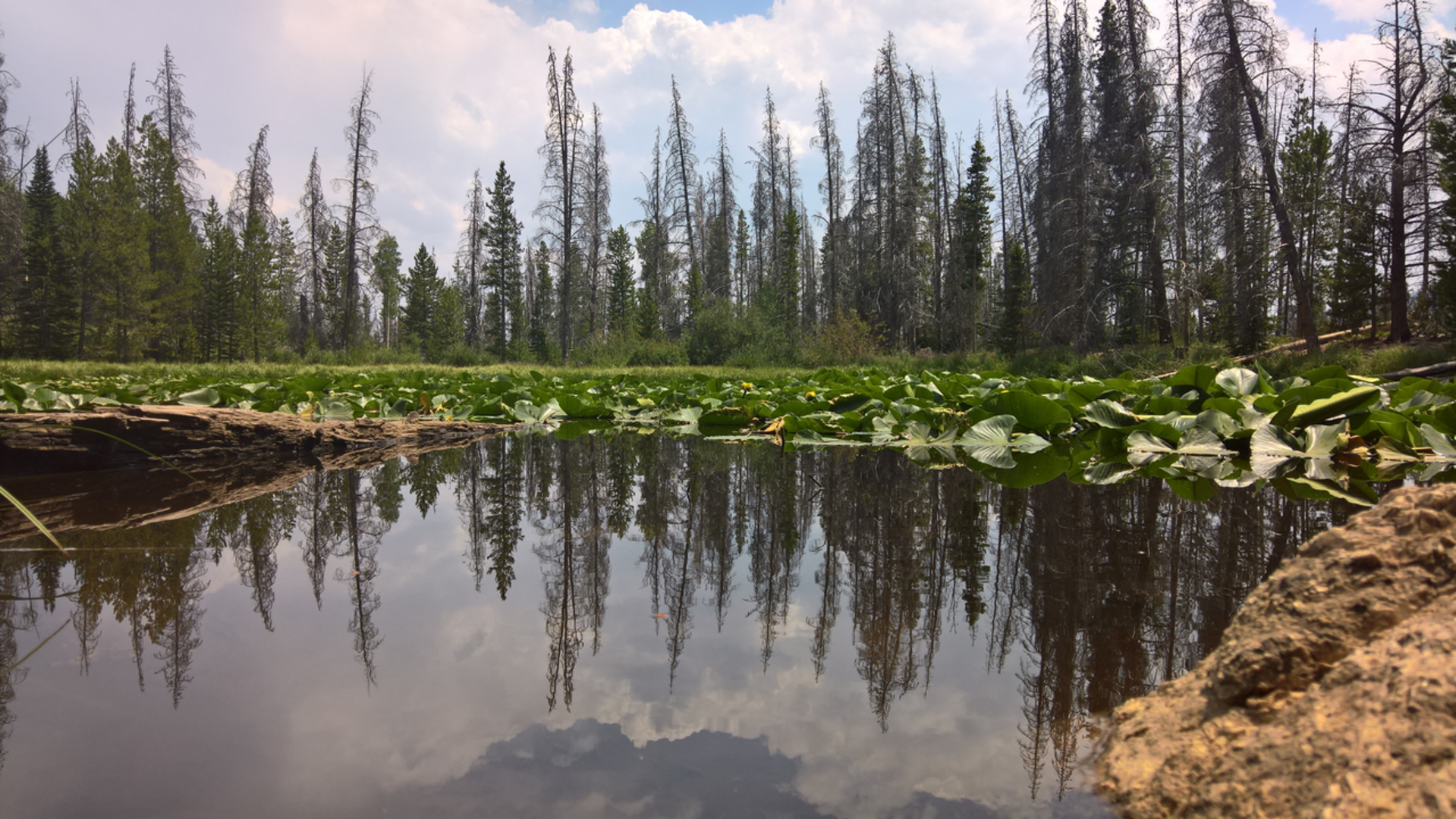 An image depicting the trail Lily Pad Trail and its surrounding area.
