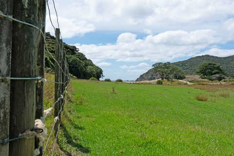 Harataonga Loop Track