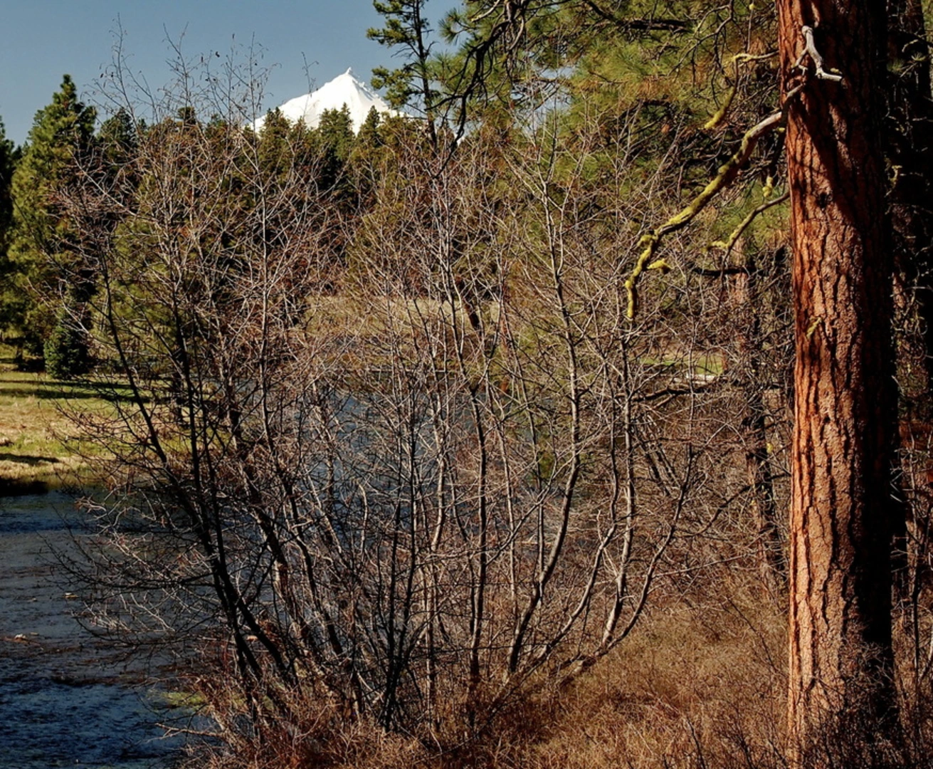 An image depicting the trail Head of Metolius Trail and its surrounding area.