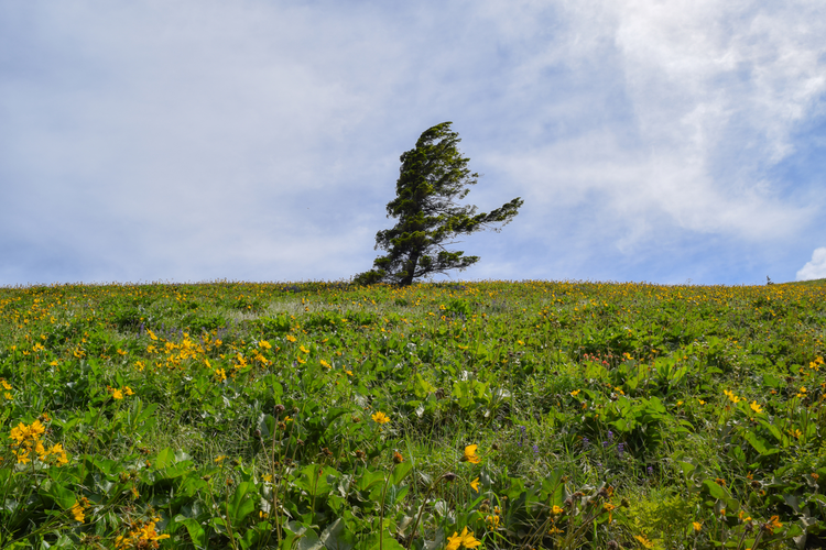 Lennox Creek Trail