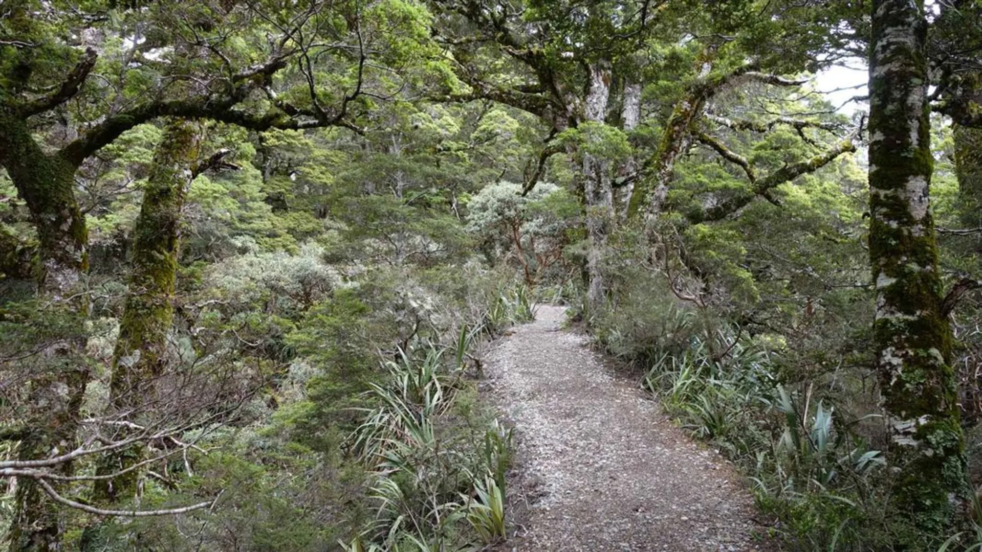 An image depicting the trail Flora Hut to Mt Arthur Hut and its surrounding area.
