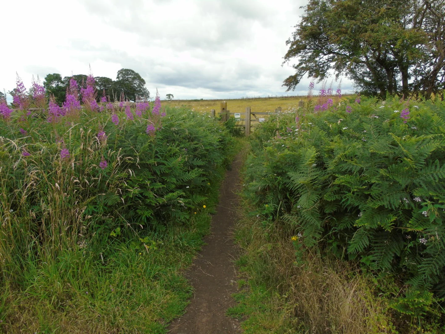 An image depicting the trail The Mere and Bridge Pool Walk and its surrounding area.