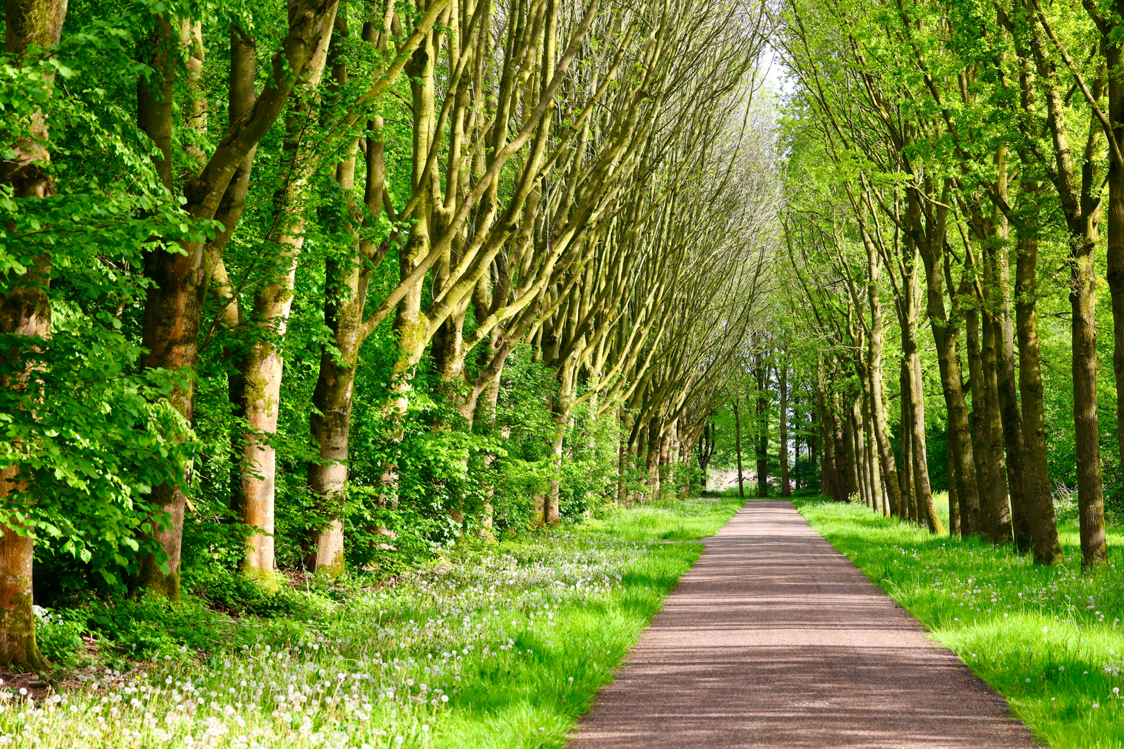 An image depicting the trail Zuigerplasbos and Jagersveldbos Loop and its surrounding area.