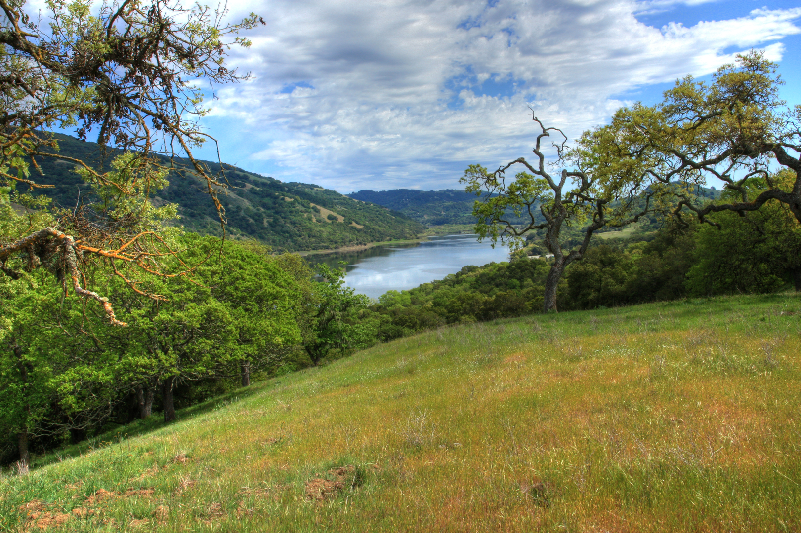 An image depicting the trail Coyote Ridge trail and Valley Oak Loop Trail and its surrounding area.