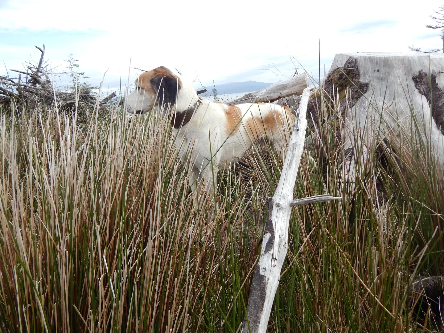 An image depicting the trail Conc na Cachaille 102m (Skye) and its surrounding area.