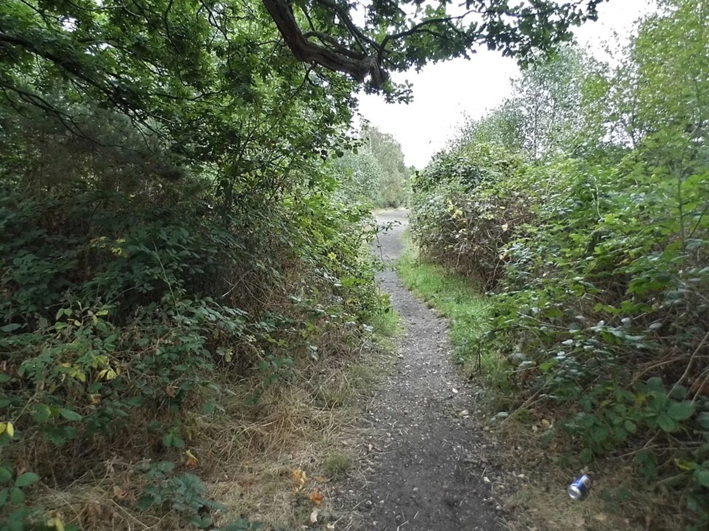 An image depicting the trail Wybdhams Pool and Heathlands Cemetery Loop and its surrounding area.