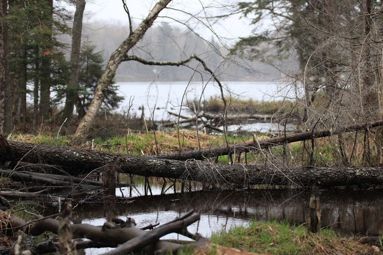 Blue Loop Trail - Beaver Dam Road