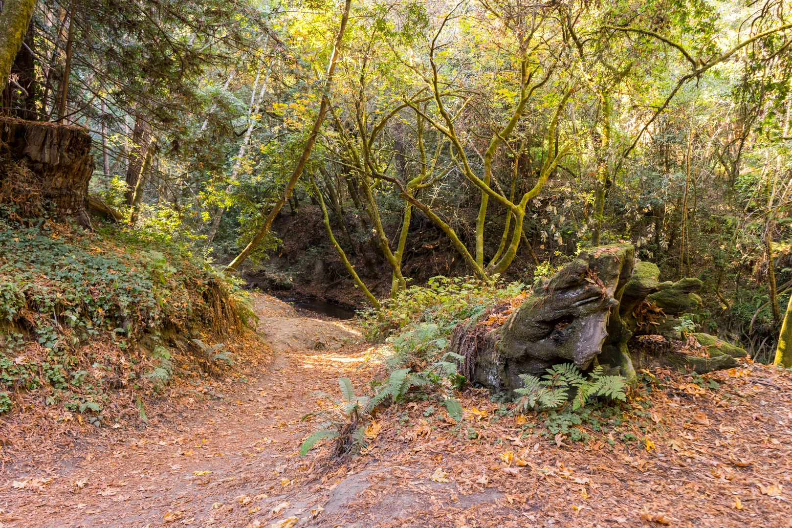 An image depicting the trail Aptos Rancho Trail and its surrounding area.