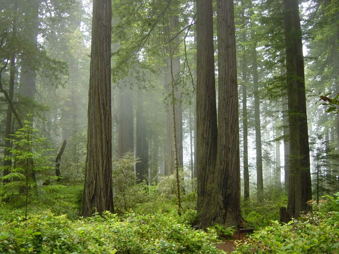 An image depicting the trail California Coastal Trail Tey-wo-lew Section and its surrounding area.