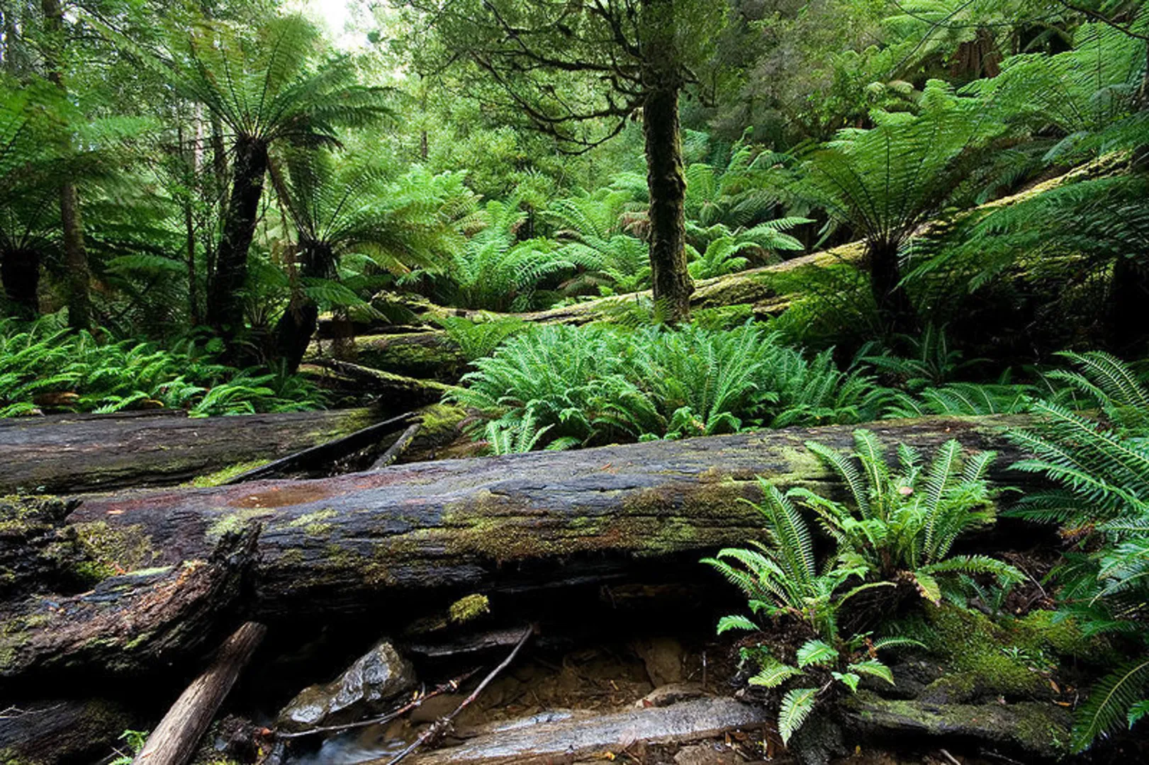 An image depicting the trail Marriotts Falls Track and its surrounding area.