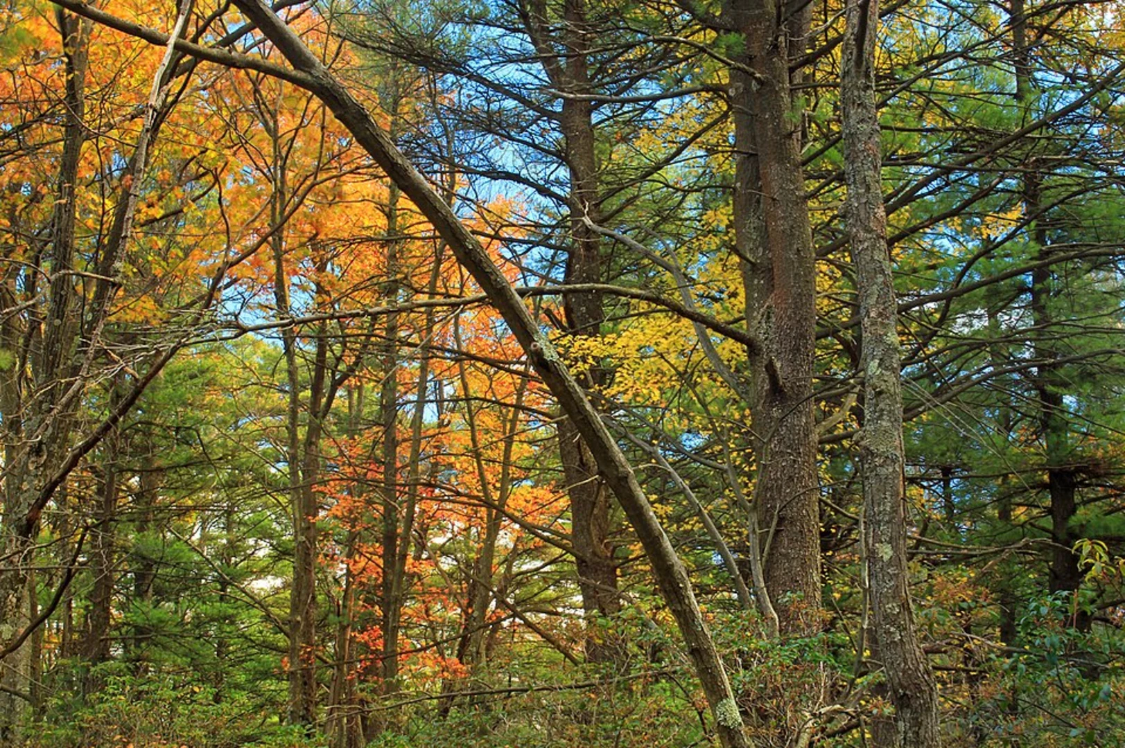 An image depicting the trail Grass Mountain Loop Trail and its surrounding area.