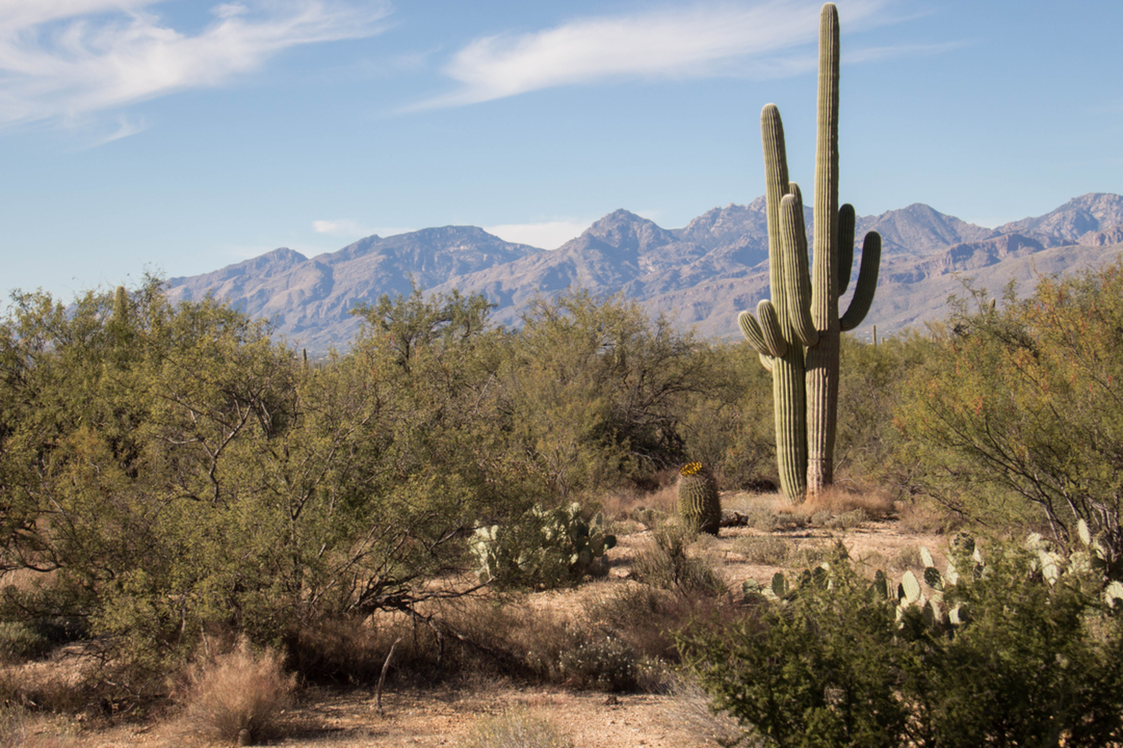 An image depicting the trail Javelina Wash Trail and its surrounding area.