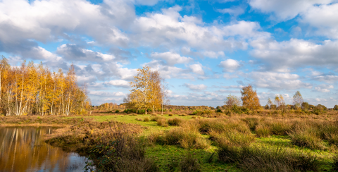 Zandveen, Witte Veen, Lheebroekerzand and Schurenberg Loop