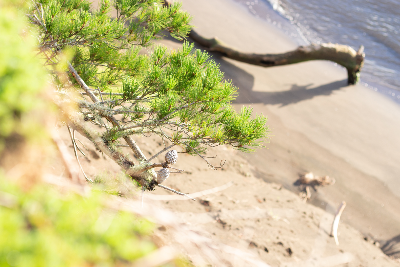 An image depicting the trail Waiuku Forest Walk and its surrounding area.