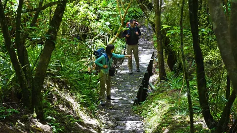 Orari Gorge Track