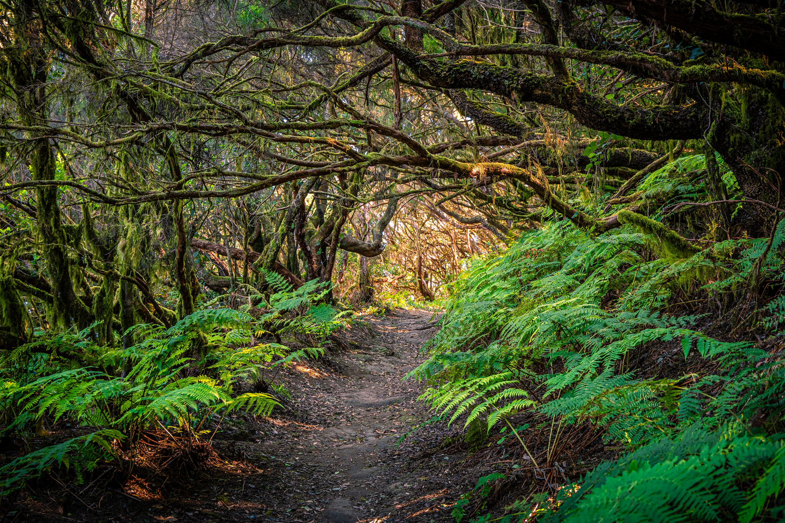 An image depicting the trail Laurel Ridge Loop and its surrounding area.