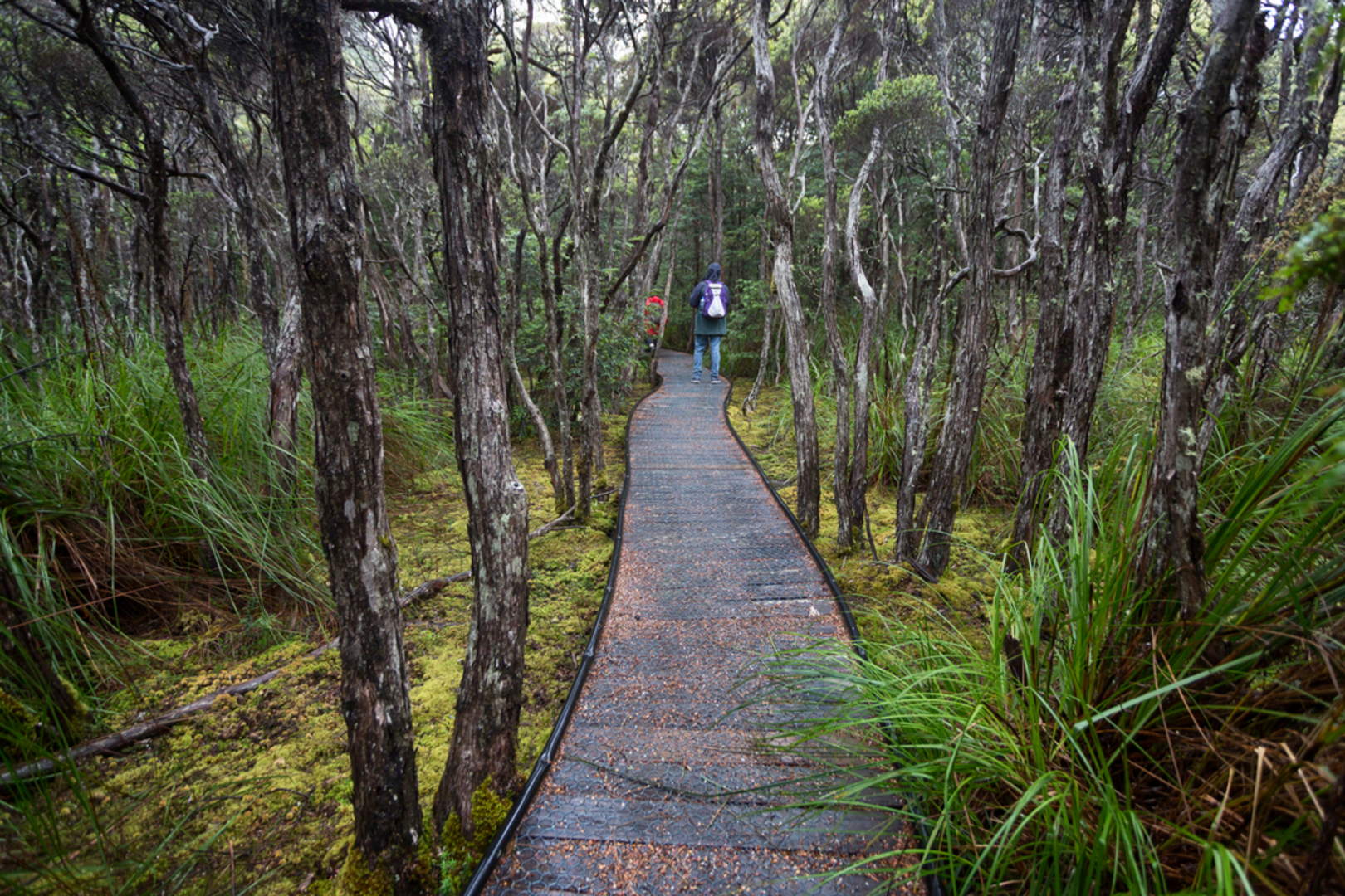 An image depicting the trail Mount Poimena Circuit Track and its surrounding area.
