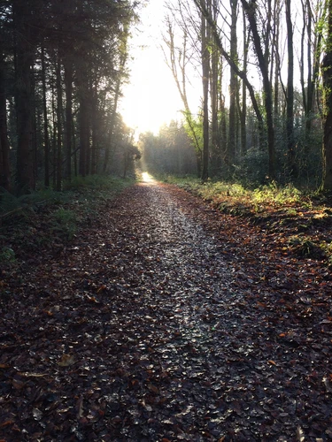 Castlemorris - Fern Loop