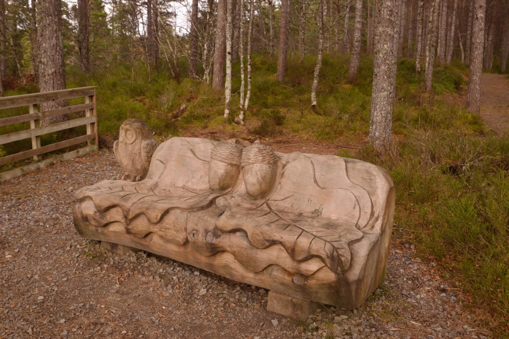 An image depicting the trail Pine Wood Trail and its surrounding area.