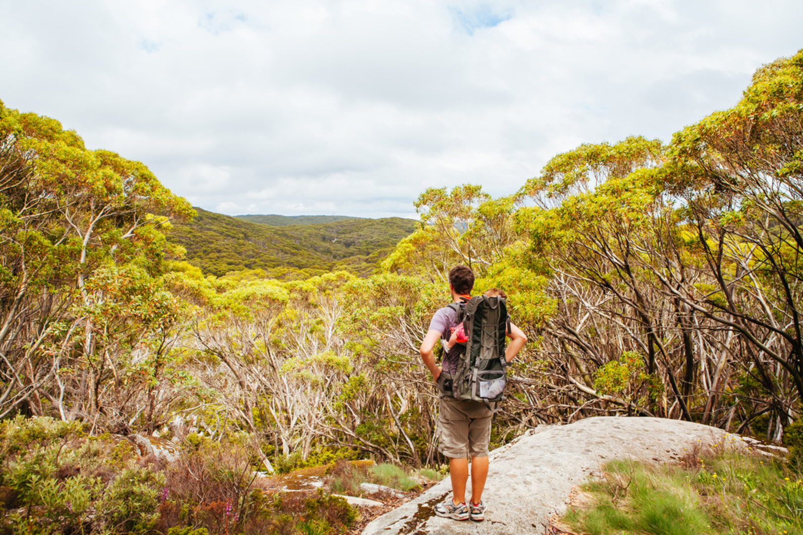 An image depicting the trail Mt Baw Baw to Mushroom Rocks Trail and its surrounding area.