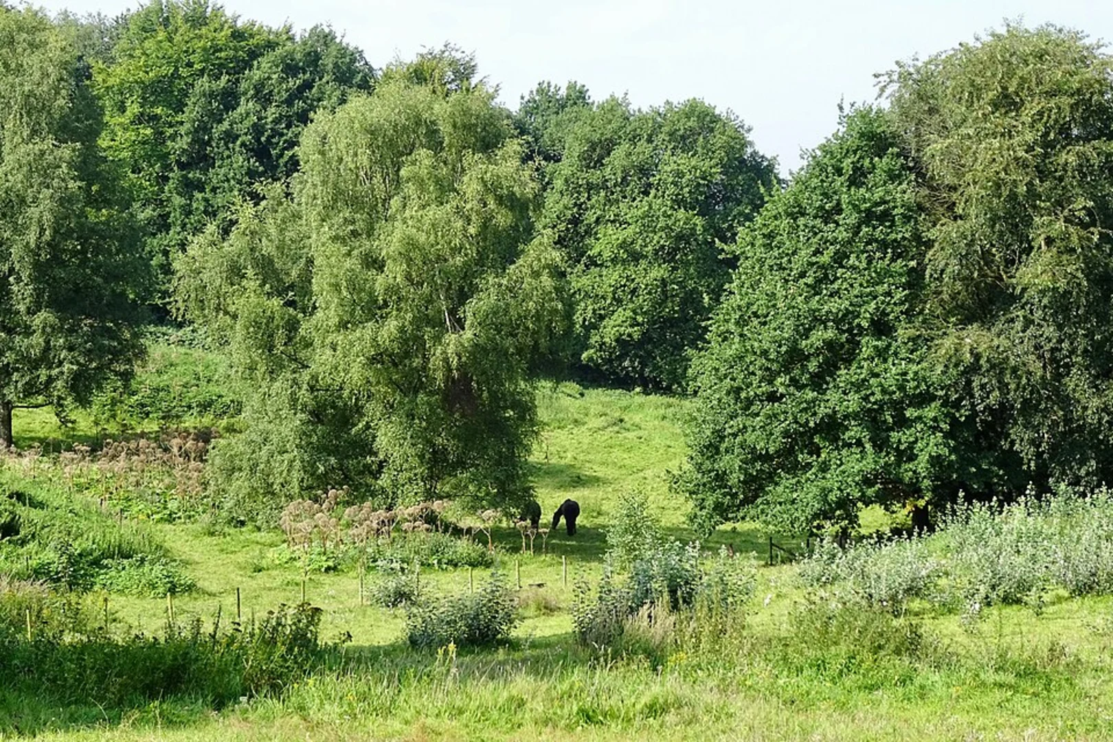 An image depicting the trail Watermolen Frans via iasbeek Weg and Braamberg Weg and its surrounding area.