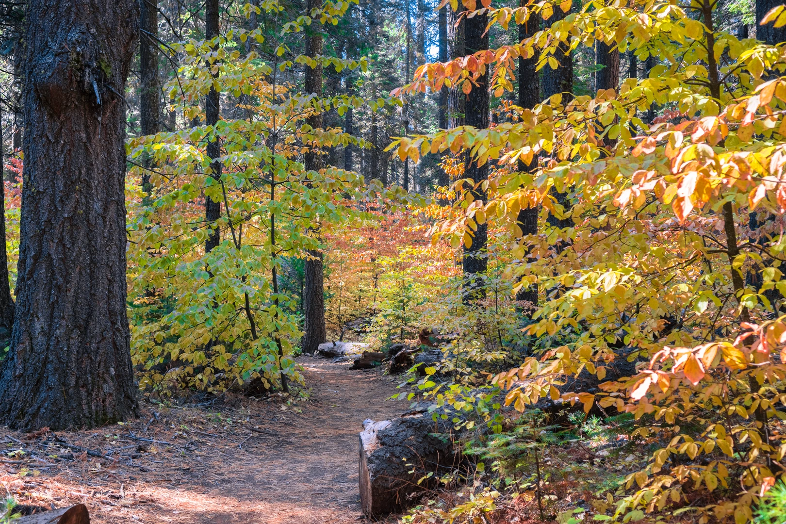 An image depicting the trail Dogwood Trail and its surrounding area.