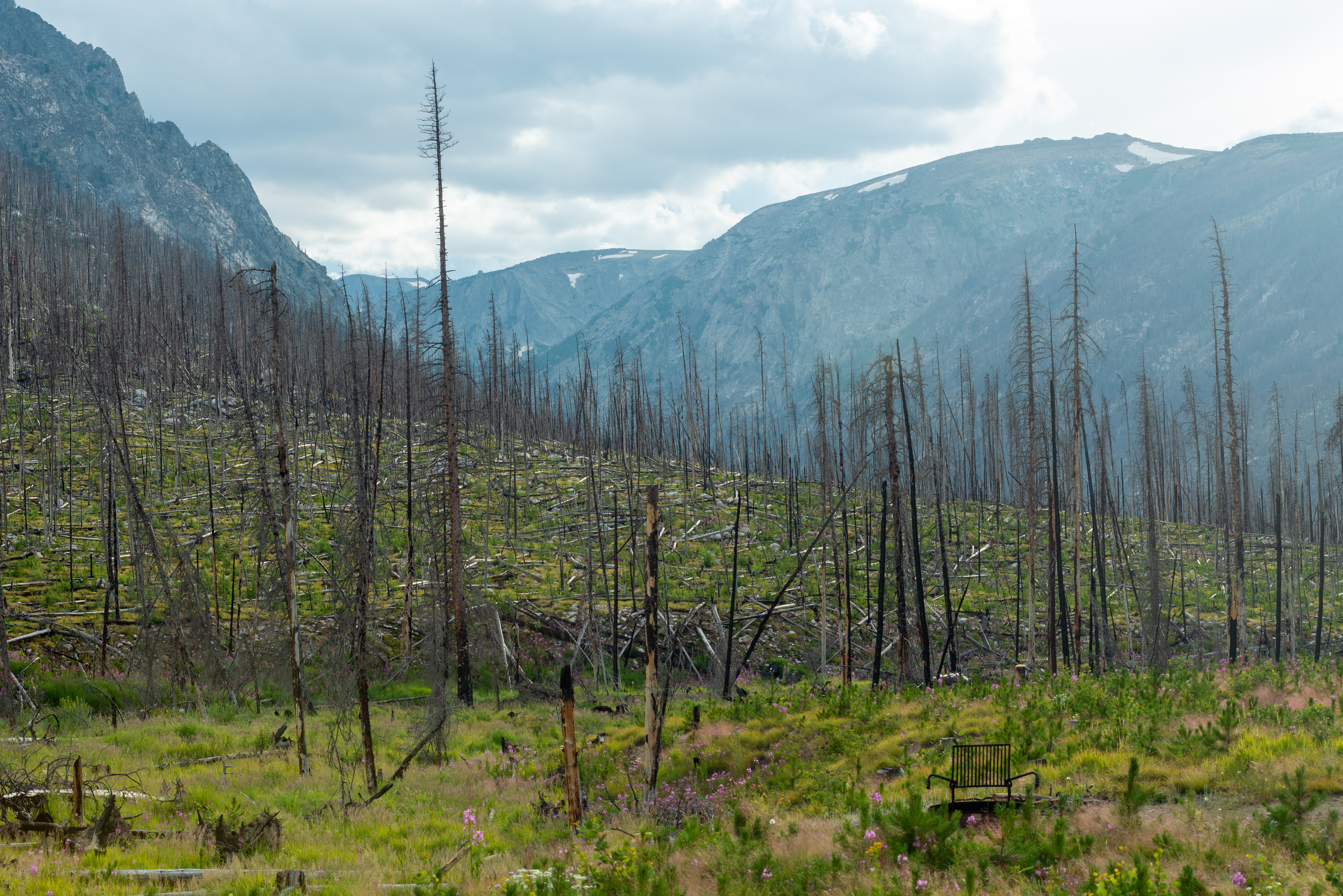 An image depicting the trail Lolo National Forest and its surrounding area.