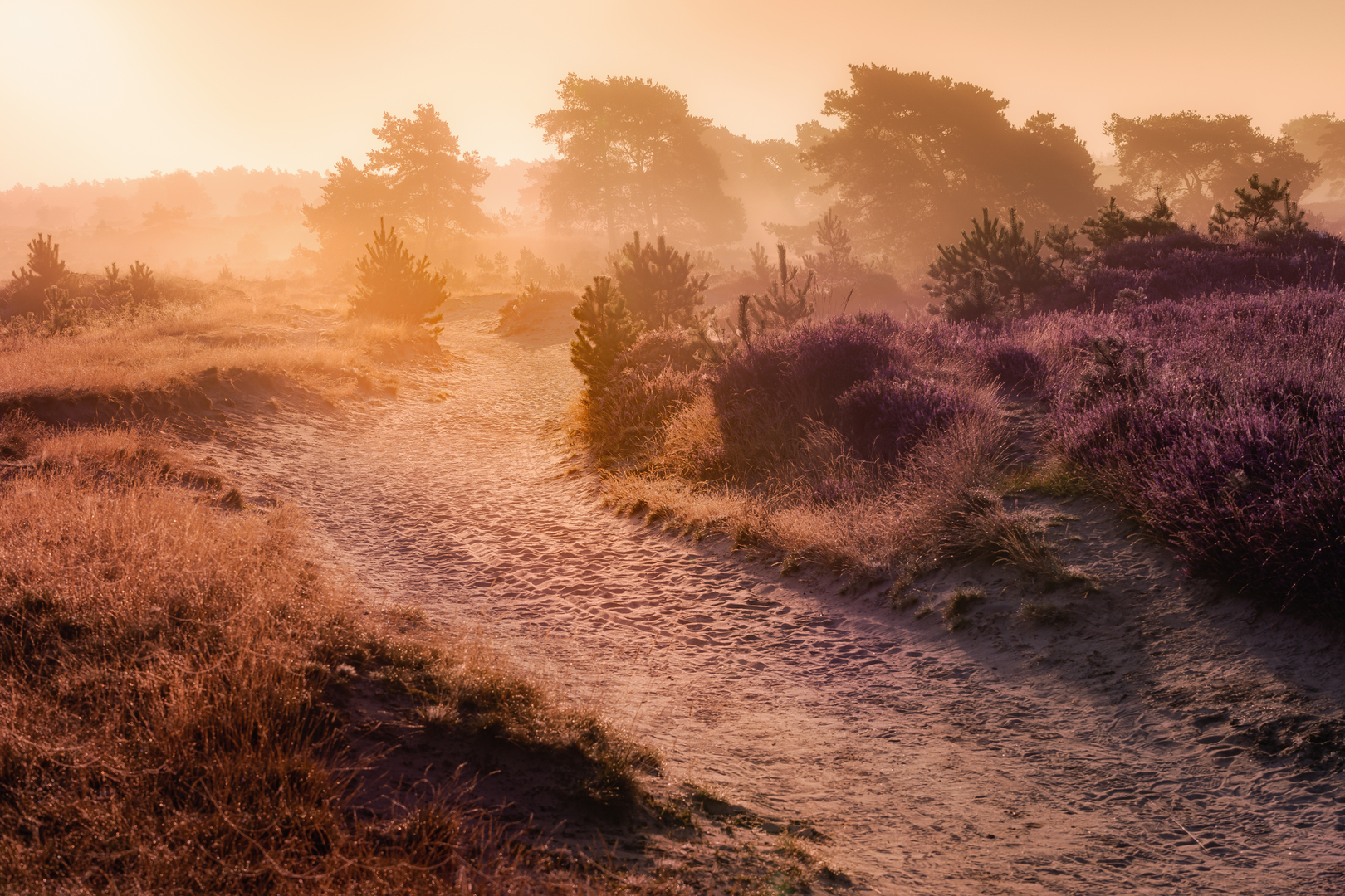 An image depicting the trail Boschberg and Zeuvenakkers Loop and its surrounding area.
