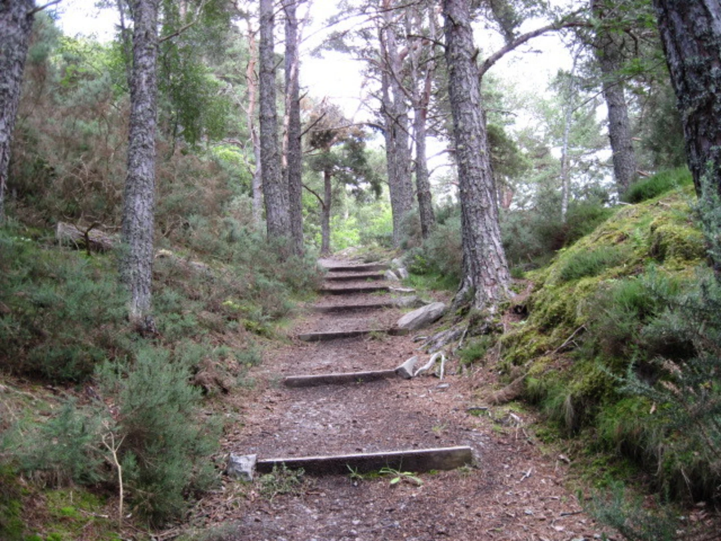 An image depicting the trail Craig Phadrig Hill Fort Trail and its surrounding area.